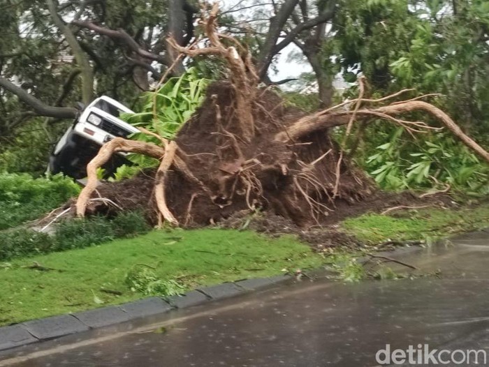 Pohon tumbang akibat angin puting beliung di Perumahan Kahuripan Nirwana Sidoarjo