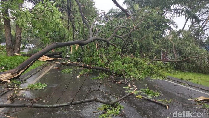 Pohon tumbang akibat angin puting beliung di Perumahan Kahuripan Nirwana Sidoarjo
