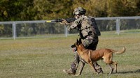 Seorang tentara berlatih di resimen infanteri anjing ke-132 di Suippes, Prancis timur. Resimen infanteri anjing ke-132, kandang militer terbesar di Eropa, melatih selama 45 tahun semua anjing elit Angkatan Darat Prancis. 