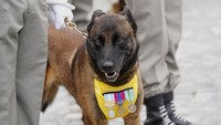 Seorang tentara Prancis dengan anjingnya Olaf berdiri di depan selama upacara di Suippes, Prancis timur.