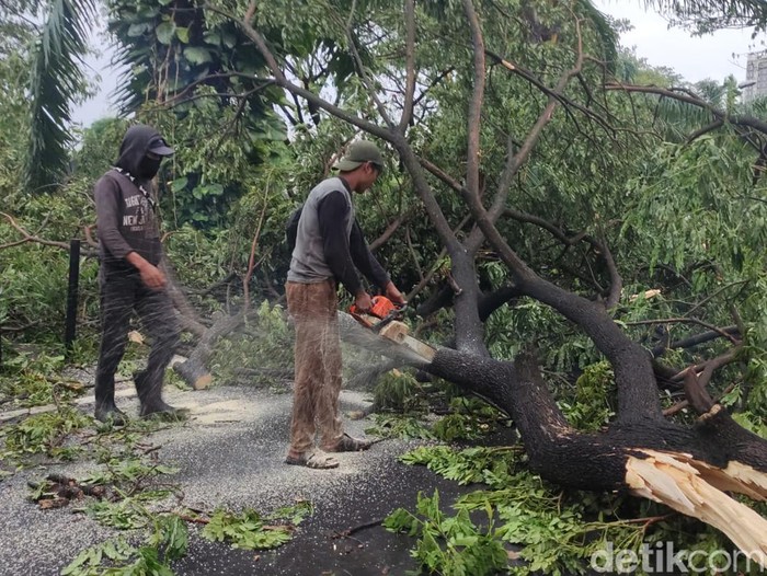 Sejumlah petugas mulai membersihkan pohon yang tumbang di Perum Kahuripan Nirwana