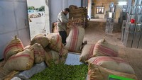Puluhan karung buah zaitun tersebut kemudian dimasukan ke dalam wadah di dalam pabrik.