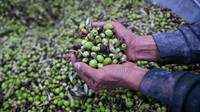 Terlihat buah zaitun segar siap untuk diproses.