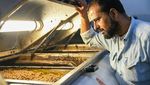 Tahu Kan Minyak Zaitun? Begini Proses Bikinnya