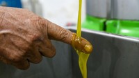 Ini dia hasil dari perasan buah zaitun berupa minyak murni. 