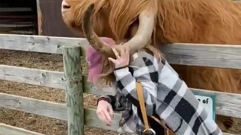 Kan jadinya ditanduk. Foto: Influencersinthewild via Boredpanda