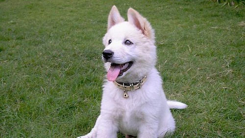 Ilustrasi anjing kintamani.