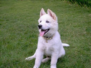 Ini Daerah dengan Anjing Tergalak di AS