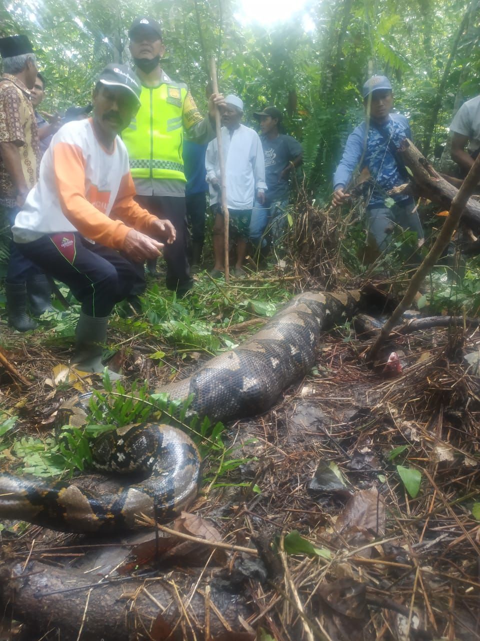 Ular piton menelan wanita paruh baya di Jambi, (Foto: Istimewa)
