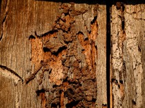 Ternyata Begini Cara Membasmi Rayap yang Ramah Lingkungan, Pakai Apa?