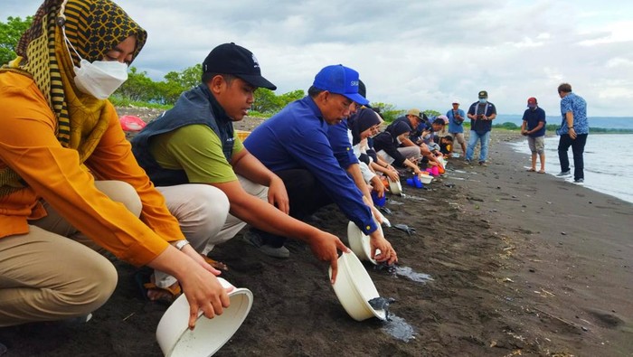 Inkubator Telur Penyu di Banyuwangi Bisa Tentukan Jenis Kelamin