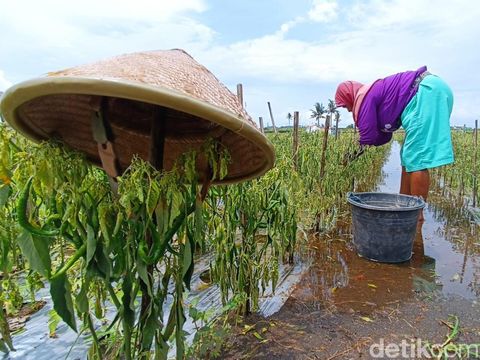 Kondisi lahan pertanian di Galur, Kulon Progo, DIY, yang terendam banjir, Senin (24/10/2022).