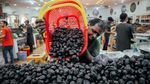 Syahdu, Menikmati Wisata Kebun Kurma di Madinah