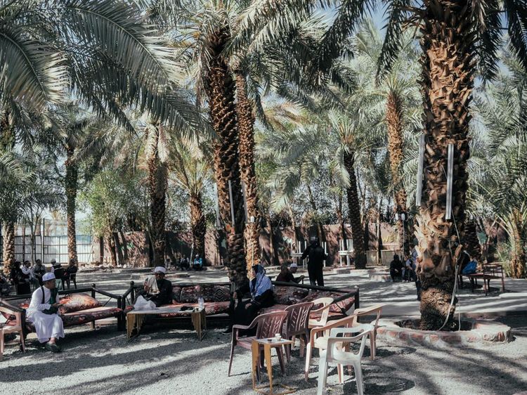 Syahdu, Menikmati Wisata Kebun Kurma di Madinah