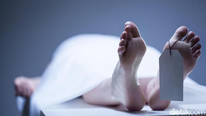 Seorang pawang ular tewas dipatuk di Trenggalek, Jawa Timur. Diketahui, korban meninggal dunia akibat terkena patukan ular king kobra.
