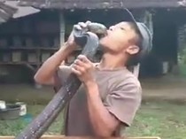 Akhir Tragis Pawang Ular Trenggalek Tewas Dipatuk King Kobra Peliharannya