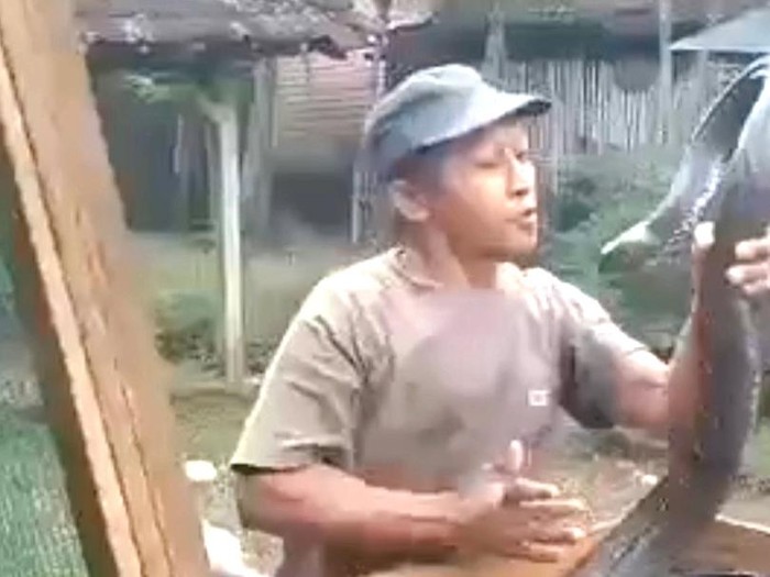 Pawang ular yang tewas dipatuk King Kobra peliharaannya.