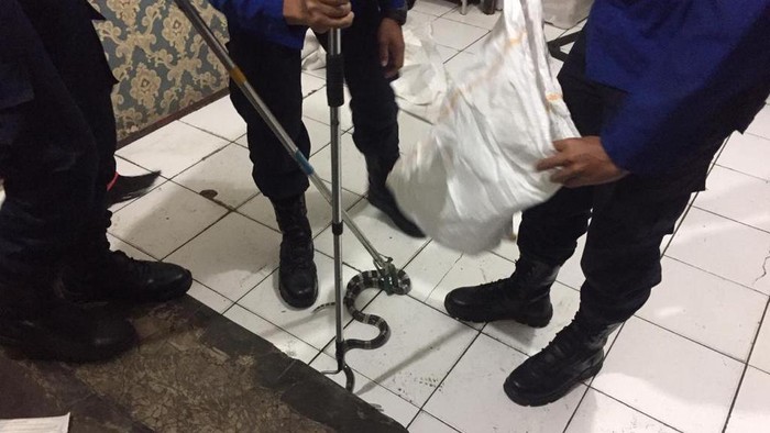 Petugas evakuasi ular masuk rumah