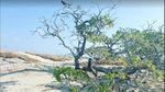 Potret Pulau Pasir di NTT yang Diklaim Punya Australia