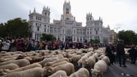 Lebih dari 1.000 domba berjalan dan penuhi pusat kota Madrid untuk memeriahkan pesta Transhumance di Madrid, Spanyol, Minggu (23/10/2022)