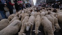 Festival Transhumance merupakan sebuah acara tradisional yang digelar di Madrid.