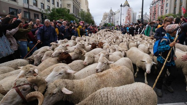 Gemas Banget! Ada Ribuan Domba Padati Pusat Kota Madrid