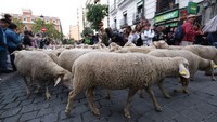 Acara tersebut telah menganjurkan peran transhumance dan pertanian ekstensif sebagai alat untuk pelestarian keanekaragaman hayati dan perang melawan perubahan iklim.