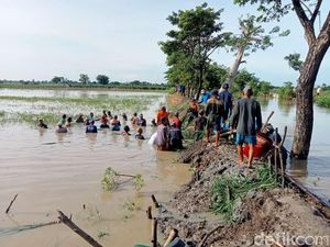 Dua Tanggul Sungai di Lamongan Jebol Banjiri Sawah dan Permukiman Warga