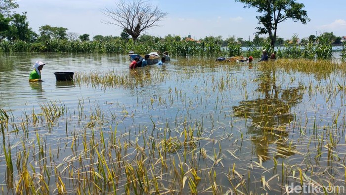 banjir rendam sawah di lamongan