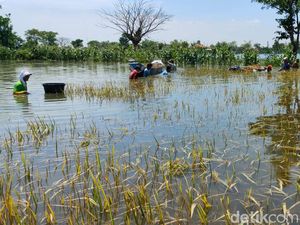 Banjir Rendam Ratusan Hektare Sawah di Lamongan, Petani Terpaksa Panen Dini