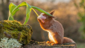 Kelinci ngumpet karya Sienna Anderson menggunakan sony A7Riii lens Sony 200-600 5.6-6.3 Foto: British Photography Awards