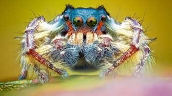 Foto makro laba-laba dibuat oleh Lee Frost menggunakan Nikon D810, Nikon 105mm mm + Raynox DCR 250, Yougnou 560III Flash with Homemade diffuser. Foto: British Photography Awards