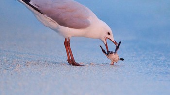 Perjuangan penyu kecil diabadikan Emma Parker menggunakan Nikon D850 500mm. Foto: British Photography Awards