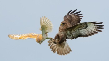Elang vs Burung Hantu diabadikan oleh Frank Thompson menggunakan Sony A1 200-600 @500mm 1/2500sec f6.3 ISO400 Foto: British Photography Awards