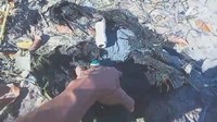Limbah ini membuat pasir Pantai Cemara yang dulunya putih berubah hitam. Dalam video yang diterima detikJateng, Bang Jack, begitu sapaannya, tengah menggali limbah lumut sutra yang ada di pantai.  Foto: dok. Bambang Jakaria