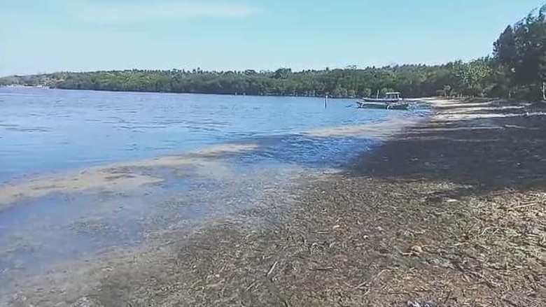 Kondisi Pantai Cemara di Karimunjawa, Kabupaten Jepara yang diduga tercemar limbah lumut sutra, Selasa (25/10/2022).