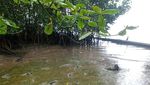 Potret Muramnya Pantai Cemara Karimunjawa gegara Tercemar Limbah