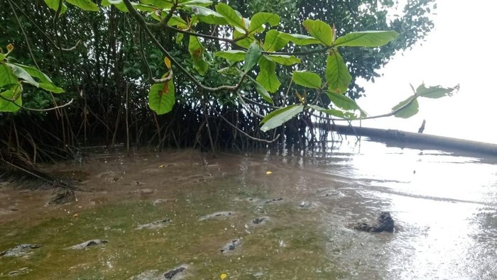 Kondisi Pantai Cemara di Karimunjawa, Kabupaten Jepara yang diduga tercemar limbah lumut sutra, Selasa (25/10/2022). Kondisi Pantai Cemara di Karimunjawa, Kabupaten Jepara yang diduga tercemar limbah lumut sutra, Selasa (25/10/2022).