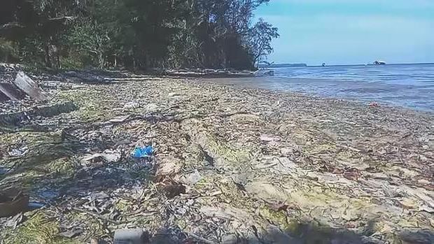 Kondisi Pantai Cemara di Karimunjawa, Kabupaten Jepara yang diduga tercemar limbah lumut sutra, Selasa (25/10/2022).