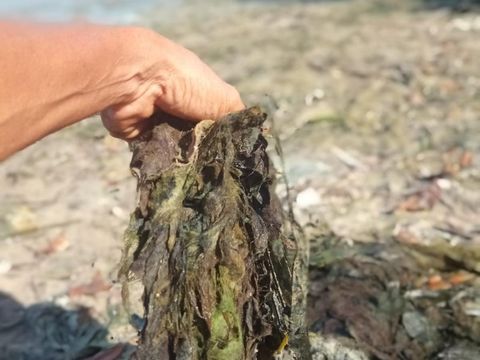 Kondisi Pantai Cemara di Karimunjawa, Kabupaten Jepara yang tercemar limbah sutera, Selasa (25/10/2022).