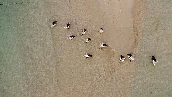Sekelompok bulung pelikan berkumpul di pasir timbul Ngurtavur, Kabupaten Maluku Tenggara, Provinsi Maluku, Selasa (25/10/2022). Ngurtavur adalah pasir timbul yang muncul setiap terjadi air laut surut jauh atau warga setempat menyebutnya meti, sehingga berbentuk seperti pulau kecil yang dijadikan persinggahan burung pelikan dari Australia dan juga objek wisata terkenal di Maluku Tenggara. ANTARA FOTO/FB Anggoro/foc.