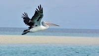 Fenomena tersebut membentuk pulau kecil yang menjadi persinggahan burung pelikan dari Australia dan juga objek wisata terkenal di Maluku Tenggara.