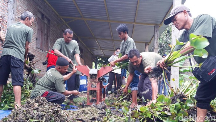Petani Waduk Cengklik Boyolali menyulap eceng gondok jadi pupuk organik.