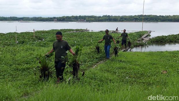 Petani Waduk Cengklik Boyolali menyulap eceng gondok jadi pupuk organik.