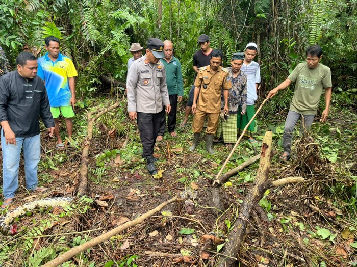 Ular piton pemangsa manusia Polisi dan warga saat menemukan ular yang memangsa manusia.