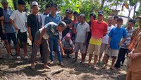 Benar saja, saat dibelah Jahrah yang sempat hilang ditemukan sudah jadi mayat di perut ular itu. Sebelum ditelah, korban diduga terlebih dahulu dimangsa oleh ular piton. (Foto: Istimewa)