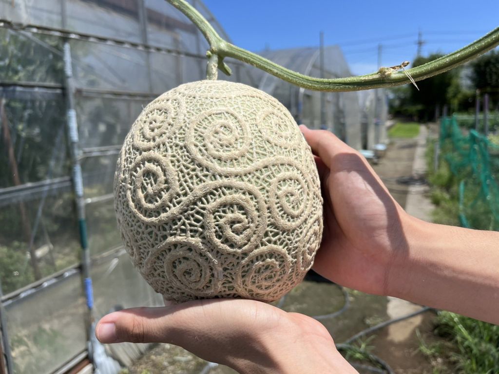 Wow! Siswa Ini Berhasil Tanam Melon Bentuk Devil Fruit di One Piece