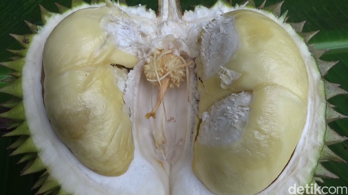 Durian Kembang (Sumber : Detik.com)