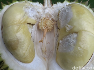 Istimewa dari Lumajang! Ini Durian Kembang yang Manis Legit