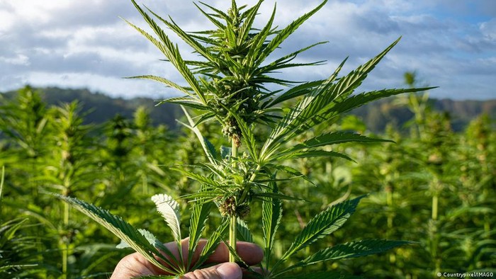 Kabinet Jerman Setujui Kerangka Rancangan Legalisasi Ganja